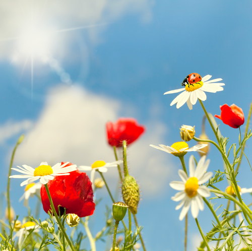 A field of poppies